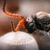 Close-up of a samurai wasp perched on the surface of an egg. - Olive Oil Times