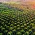 Aerial view of a lush palm oil plantation with dense green foliage and organized rows of palm trees. - Olive Oil Times