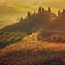 Rolling hills in Tuscany featuring vineyards and cypress trees at sunset. - Olive Oil Times