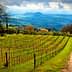 Vast vineyard landscape featuring neatly arranged rows of grapevines on a hillside. - Olive Oil Times