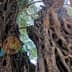 Close-up view of an ancient olive tree with twisted and gnarled bark and hollowed sections. - Olive Oil Times