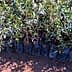 Row of olive tree seedlings in black planting bags arranged on the ground. - Olive Oil Times