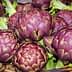 A basket filled with fresh purple artichokes, showcasing their rounded shape and green leaves. - Olive Oil Times