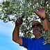 A man using pruning shears to trim branches of an olive tree under a clear sky. - Olive Oil Times