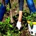A person wearing gloves pulling weeds from the ground with a bucket nearby filled with removed plants. - Olive Oil Times