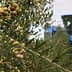 Olive branches with green and purple olives, with a harvesting machine visible in the background. - Olive Oil Times