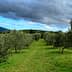 A view of an olive grove featuring rows of olive trees under a cloudy sky. - Olive Oil Times