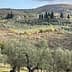 Olive trees in a landscape with rolling hills and a distant villa in Tuscany. - Olive Oil Times