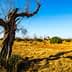 A landscape featuring barren olive trees in a dry field under a clear blue sky. - Olive Oil Times