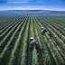 Two tractors working in a green olive orchard with rows of olive trees. - Olive Oil Times