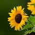 Close-up of a sunflower with bright yellow petals and a dark center, featuring green leaves. - Olive Oil Times