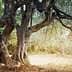 Two olive trees with thick trunks and sprawling branches in a natural environment. - Olive Oil Times