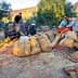 Group of individuals collecting olives and loading them into large sacks during harvest season. - Olive Oil Times