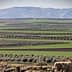 Expansive view of olive groves arranged in rows across a green landscape with mountains in the background. - Olive Oil Times