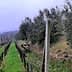 Rows of olive trees and grapevines in a foggy landscape with green grass. - Olive Oil Times