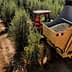 Tractor next to a large harvesting machine filled with olives in an olive grove. - Olive Oil Times