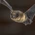 A close-up image of a bat in flight with its wings fully extended. - Olive Oil Times
