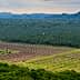 Aerial view of agricultural land featuring rows of palm trees and cleared sections of land. - Olive Oil Times