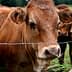Close-up of a brown cow with ear tags standing near a barbed wire fence. - Olive Oil Times
