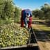 Worker collecting olives from a tree and placing them onto a trailer in an olive grove. - Olive Oil Times
