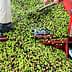A pickup truck bed filled with a large quantity of green and black olives being handled by two individuals. - Olive Oil Times