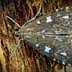 A moth with brown and white patterns resting on textured tree bark. - Olive Oil Times
