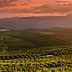 Expansive olive grove landscape with rolling hills and a sunset sky in the background. - Olive Oil Times