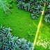 Aerial view of a palm oil plantation with dense palm trees and a power line in the background. - Olive Oil Times