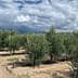 Row of young olive trees growing in an orchard with cloudy skies in the background. - Olive Oil Times
