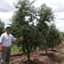 A man in a white shirt standing beside an olive tree in an orchard. - Olive Oil Times