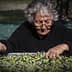 Elderly woman with glasses sorting through a large tray of olives outdoors. - Olive Oil Times