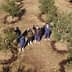 Aerial view of a group of individuals standing among olive trees in an olive grove. - Olive Oil Times