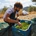 Man sorting freshly harvested green olives in a blue crate during an olive harvest. - Olive Oil Times