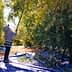 Individual using a pole to harvest olives from trees in an olive grove. - Olive Oil Times