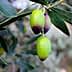 A close-up of a branch with ripening green olives, showing varying shades of green and purple. - Olive Oil Times