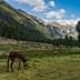 A grazing animal in a mountainous landscape with trees and snow-capped peaks in the background. - Olive Oil Times