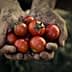 Two hands covered in dirt holding a cluster of ripe red tomatoes. - Olive Oil Times
