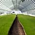 Interior view of a greenhouse with rows of green grass growing on soil. - Olive Oil Times