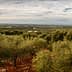 Expansive view of an olive grove with trees and a cloudy sky in the background. - Olive Oil Times