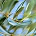 Close-up of an olive tree branch featuring green leaves against a blurred background. - Olive Oil Times