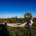 Two individuals wearing hats carrying a large white sheet across a grassy area in an olive grove. - Olive Oil Times