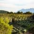 Olive trees arranged in rows on a hillside with mountains visible in the distance. - Olive Oil Times