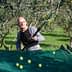 A man using a long pole to harvest olives from trees in an olive grove. - Olive Oil Times