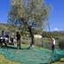 Four individuals harvesting olives from a tree using nets and tools in an olive grove. - Olive Oil Times