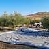 Workers collecting olives from trees with tarps spread on the ground during the harvesting process. - Olive Oil Times