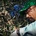 A man wearing a green cap and gloves harvesting olives from an olive tree. - Olive Oil Times