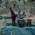 Two individuals engaged in olive harvesting, sorting olives at a processing table with crates nearby. - Olive Oil Times