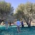 People using tools to harvest olives from trees while standing on a green tarp. - Olive Oil Times