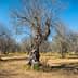 A group of olive trees with bare branches in a dry field under a clear blue sky. - Olive Oil Times