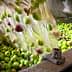 Green and purple olives being processed in a machine during oil extraction. - Olive Oil Times